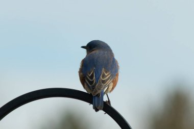 Mavi ve turuncu tüylü bir mavi kuş kıvrımlı bir siyah çoban kuşunun kancasına takılır, sırtını izleyiciye çevirir, yumuşak ve sessiz bir arka plana yaslanır..
