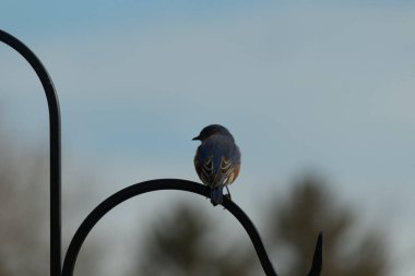 Mavi ve turuncu tüylü bir mavi kuş kıvrımlı bir siyah çoban kuşunun kancasına takılır, sırtını izleyiciye çevirir, yumuşak ve sessiz bir arka plana yaslanır..