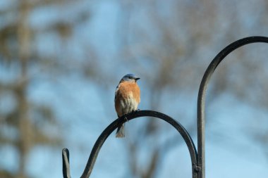 Bu güzel mavi kuş, çobanın kancasının yanına geldi. Küçük kuş bir süre metal direğin üzerinde oturdu. Beyaz benekli paslı turuncu göbeği, mavi kafası ve koyu renk gözleriyle göze çarpıyor..