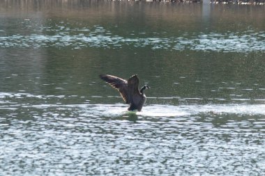 Koyu tüylü bir kaz, köpüklü suda durup dinamik ve huzurlu bir doğa çekimi yaratırken kanatlarını genişçe açar..