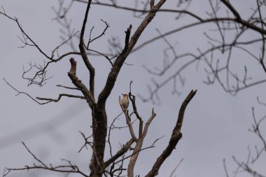 Bu güzel kırmızı göbekli ağaçkakan ağacın dalına tünemişti. Küçük kızıl kafa beyaz vücutla öne çıkıyor. İçinde olduğu ağacın koyu kabuğu ve güzel kahverengi çiçek tomurcukları var..