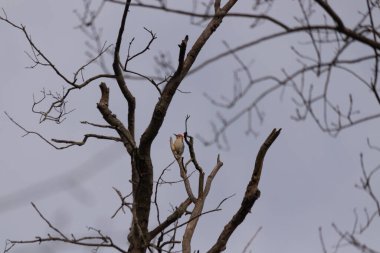 Bu güzel kırmızı göbekli ağaçkakan ağacın dalına tünemişti. Küçük kızıl kafa beyaz vücutla öne çıkıyor. İçinde olduğu ağacın koyu kabuğu ve güzel kahverengi çiçek tomurcukları var..