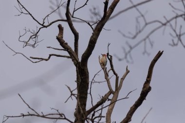 Bu güzel kırmızı göbekli ağaçkakan ağacın dalına tünemişti. Küçük kızıl kafa beyaz vücutla öne çıkıyor. İçinde olduğu ağacın koyu kabuğu ve güzel kahverengi çiçek tomurcukları var..