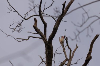 Bu güzel kırmızı göbekli ağaçkakan ağacın dalına tünemişti. Küçük kızıl kafa beyaz vücutla öne çıkıyor. İçinde olduğu ağacın koyu kabuğu ve güzel kahverengi çiçek tomurcukları var..