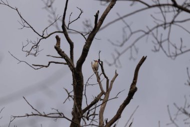 Bu güzel kırmızı göbekli ağaçkakan ağacın dalına tünemişti. Küçük kızıl kafa beyaz vücutla öne çıkıyor. İçinde olduğu ağacın koyu kabuğu ve güzel kahverengi çiçek tomurcukları var..