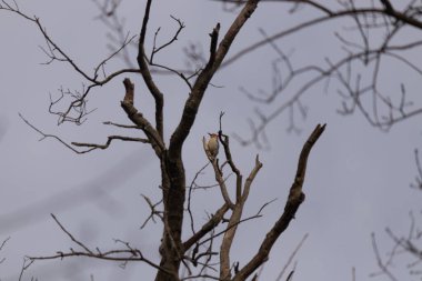 Bu güzel kırmızı göbekli ağaçkakan ağacın dalına tünemişti. Küçük kızıl kafa beyaz vücutla öne çıkıyor. İçinde olduğu ağacın koyu kabuğu ve güzel kahverengi çiçek tomurcukları var..