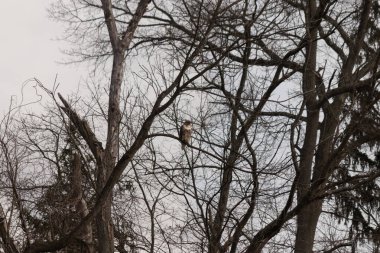 Bir şahin çıplak bir ağaç dalına tünemiş, kahverengi ve beyaz tüyleri kış manzarasıyla harmanlanmış. Kuşun keskin bakışları ve sert dalları vahşi bir hava yaratıyor. Doğa, kuşlar, vahşi yaşam.