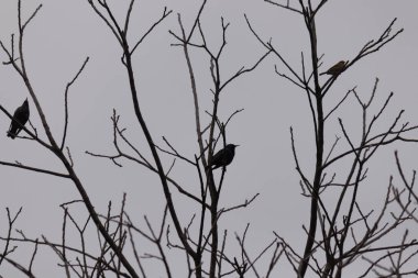 Ağaç dalları, bitki örtüsü ve doğa