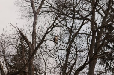 Bir şahin çıplak bir ağaç dalına tünemiş, kahverengi ve beyaz tüyleri kış manzarasıyla harmanlanmış. Kuşun keskin bakışları ve sert dalları vahşi bir hava yaratıyor. Doğa, kuşlar, vahşi yaşam.