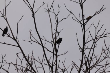 Ağaçtaki bir kuş sürüsü
