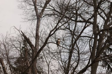 Bir şahin çıplak bir ağaç dalına tünemiş, kahverengi ve beyaz tüyleri kış manzarasıyla harmanlanmış. Kuşun keskin bakışları ve sert dalları vahşi bir hava yaratıyor. Doğa, kuşlar, vahşi yaşam.