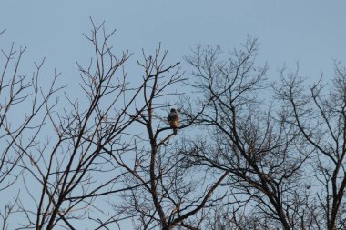 Kahverengi ve beyaz tüylü yalnız bir şahin, keskin gözleri kışı gözetleyen, yaprağız bir dala tünemiştir. Bu görüntü vahşi doğayı, kuşları ve vahşi yaşamı en saf halleriyle vurgulayan bir duyguyu çağrıştırıyor..