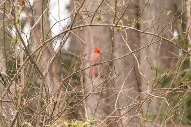 Canlı kırmızı bir kardinal narin bir dala tünemiş, çarpıcı rengi yumuşak, bulanık kış arkaplanına zıt. Huzurlu bir ortamda doğanın güzelliği.