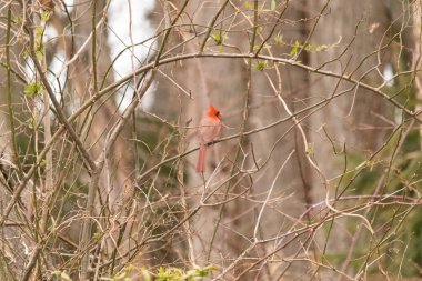 Canlı kırmızı bir kardinal narin bir dala tünemiş, çarpıcı rengi yumuşak, bulanık kış arkaplanına zıt. Huzurlu bir ortamda doğanın güzelliği.