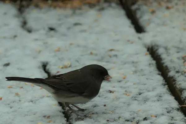 Bu sevimli küçük kar kuşu güvertede kuş yemi almaya geldi. Kara gözlü junco olarak da bilinir, o karların arasında görülmektedir. Bu beyaz göbekli siyah renkli kuş genellikle kışın gelir..