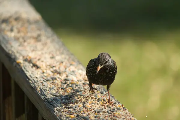 Starling, tohumlarla kaplı ahşap korkuluklara tünemiş. Bir sığırcık, odak noktasında, yeşil ve mor renkli yanardöner tüyler sergiler. Vahşi yaşam doğal ışıkta beslenen kuşları yakalıyor..