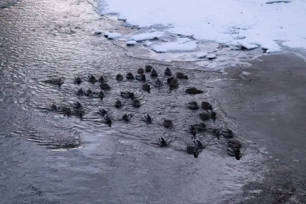 Kışın donmuş suda kuş sürüsü.
