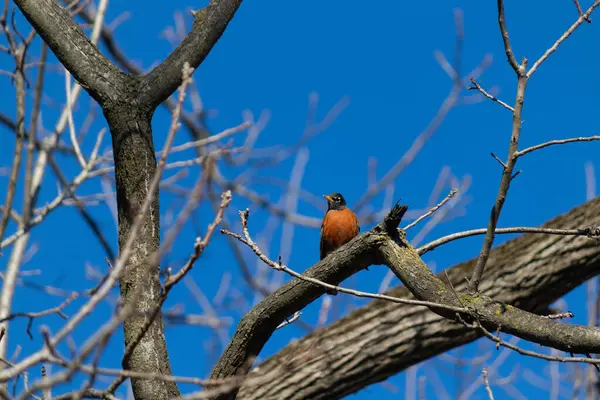 Parktaki ağaç dalına tünemiş kırmızı bir bülbül.