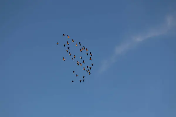 Gökyüzünde uçan güvercin sürüsü