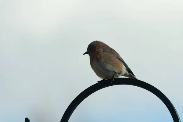 Bu sevimli küçük mavi kuş çoban kancasına tünemişti. Küçük kuş yemek için içeri giriyordu. Onun paslı turuncu ve beyaz göbeği kuşun mavi tüylerine karşı güzel bir görünüme sahiptir..