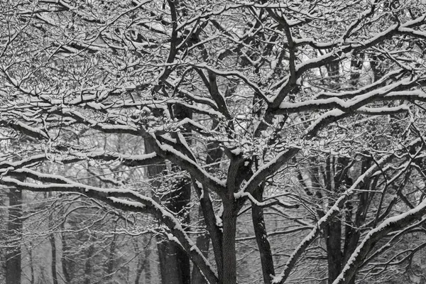 Kış manzarası. karla kaplı orman