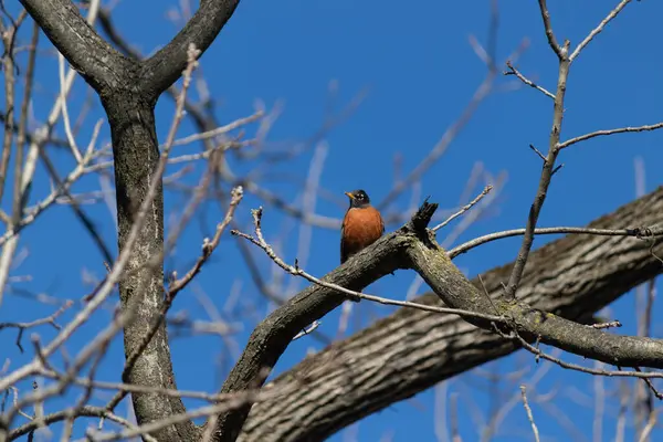 Bu tatlı küçük bülbül ağaç dalına tünemiş. Göbeğinin parlak turuncu rengini ve siyah bluzunu seviyorum. Bu kuşlar normalde insanlara baharı düşündürür..