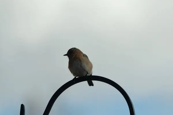 Bu güzel mavi kuş, çobanın kancasının yanına geldi. Küçük kuş bir süre metal direğin üzerinde oturdu. Beyaz benekli paslı turuncu göbeği, mavi kafası ve koyu renk gözleriyle göze çarpıyor..