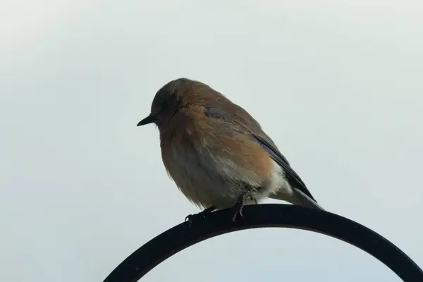Bu güzel mavi kuş, çobanın kancasının yanına geldi. Küçük kuş bir süre metal direğin üzerinde oturdu. Beyaz benekli paslı turuncu göbeği, mavi kafası ve koyu renk gözleriyle göze çarpıyor..