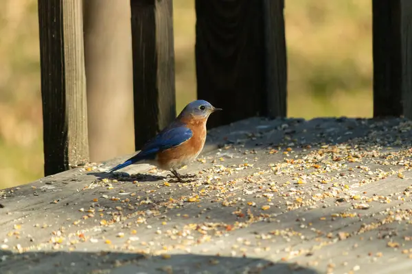 Bu küçük mavi kuş güvertenin kahverengi ahşap tahtalarında duruyordu. Kuşyemi ile çevriliydi. Onun paslı turuncu ve beyaz göbeği küçük siyah gözleriyle kuşların sırtındaki mavi kanatlarına karşı duruyor..