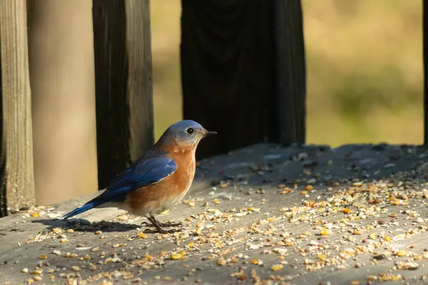 Bu küçük mavi kuş güvertenin kahverengi ahşap tahtalarında duruyordu. Kuşyemi ile çevriliydi. Onun paslı turuncu ve beyaz göbeği küçük siyah gözleriyle kuşların sırtındaki mavi kanatlarına karşı duruyor..