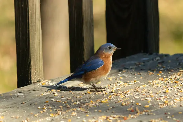 Bu küçük mavi kuş güvertenin kahverengi ahşap tahtalarında duruyordu. Kuşyemi ile çevriliydi. Onun paslı turuncu ve beyaz göbeği küçük siyah gözleriyle kuşların sırtındaki mavi kanatlarına karşı duruyor..