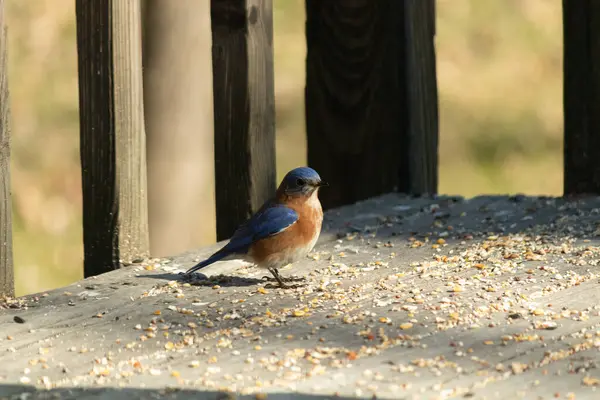 Bu küçük mavi kuş güvertenin kahverengi ahşap tahtalarında duruyordu. Kuşyemi ile çevriliydi. Onun paslı turuncu ve beyaz göbeği küçük siyah gözleriyle kuşların sırtındaki mavi kanatlarına karşı duruyor..