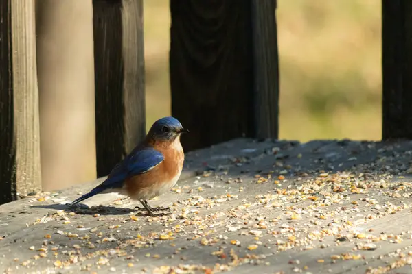 Bu küçük mavi kuş güvertenin kahverengi ahşap tahtalarında duruyordu. Kuşyemi ile çevriliydi. Onun paslı turuncu ve beyaz göbeği küçük siyah gözleriyle kuşların sırtındaki mavi kanatlarına karşı duruyor..