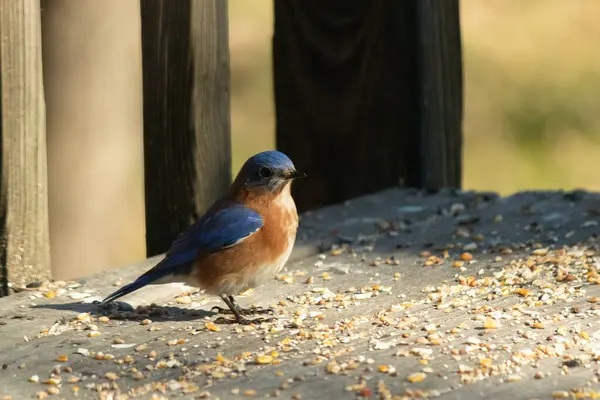 Bu küçük mavi kuş güvertenin kahverengi ahşap tahtalarında duruyordu. Kuşyemi ile çevriliydi. Onun paslı turuncu ve beyaz göbeği küçük siyah gözleriyle kuşların sırtındaki mavi kanatlarına karşı duruyor..