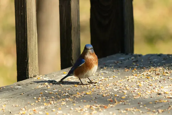 Bu küçük mavi kuş güvertenin kahverengi ahşap tahtalarında duruyordu. Kuşyemi ile çevriliydi. Onun paslı turuncu ve beyaz göbeği küçük siyah gözleriyle kuşların sırtındaki mavi kanatlarına karşı duruyor..
