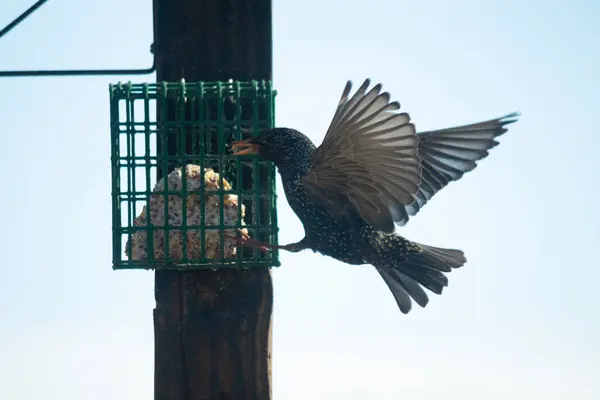 Avrupa sığırcığı süet kafesi ziyarete geliyor. Kuş siyahtır ve beyaz benekleri vardır. Tüyler gökkuşağı renginde parlıyor. Sudaki yağ gibi. Bunlar istilacı türler..  