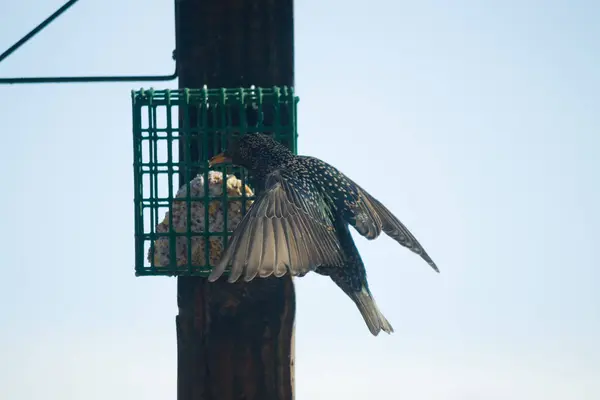 Avrupa sığırcığı süet kafesi ziyarete geliyor. Kuş siyahtır ve beyaz benekleri vardır. Tüyler gökkuşağı renginde parlıyor. Sudaki yağ gibi. Bunlar istilacı türler..  