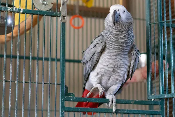 Hayvanat bahçesindeki papağan