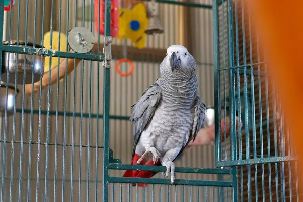 Papağan kafeste oturuyor..