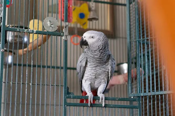 Kafesteki şirin beyaz papağanlar