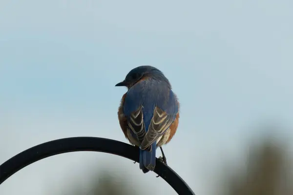 Mavi ve turuncu tüylü bir mavi kuş kıvrımlı bir siyah çoban kuşunun kancasına takılır, sırtını izleyiciye çevirir, yumuşak ve sessiz bir arka plana yaslanır..