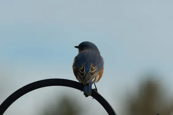 Mavi ve turuncu tüylü bir mavi kuş kıvrımlı bir siyah çoban kuşunun kancasına takılır, sırtını izleyiciye çevirir, yumuşak ve sessiz bir arka plana yaslanır..