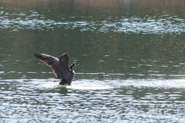 Koyu tüylü bir kaz, köpüklü suda durup dinamik ve huzurlu bir doğa çekimi yaratırken kanatlarını genişçe açar..