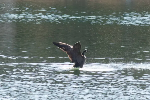 Koyu tüylü bir kaz, köpüklü suda durup dinamik ve huzurlu bir doğa çekimi yaratırken kanatlarını genişçe açar..