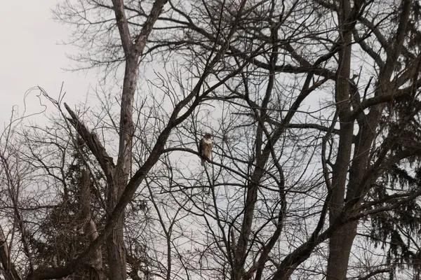Bir şahin çıplak bir ağaç dalına tünemiş, kahverengi ve beyaz tüyleri kış manzarasıyla harmanlanmış. Kuşun keskin bakışları ve sert dalları vahşi bir hava yaratıyor. Doğa, kuşlar, vahşi yaşam.