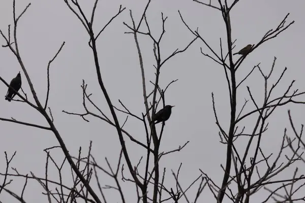 Ağaç dalları, bitki örtüsü ve doğa