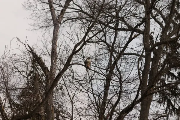 Bir şahin çıplak bir ağaç dalına tünemiş, kahverengi ve beyaz tüyleri kış manzarasıyla harmanlanmış. Kuşun keskin bakışları ve sert dalları vahşi bir hava yaratıyor. Doğa, kuşlar, vahşi yaşam.