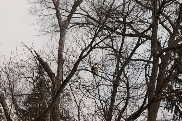 Bir şahin çıplak bir ağaç dalına tünemiş, kahverengi ve beyaz tüyleri kış manzarasıyla harmanlanmış. Kuşun keskin bakışları ve sert dalları vahşi bir hava yaratıyor. Doğa, kuşlar, vahşi yaşam.