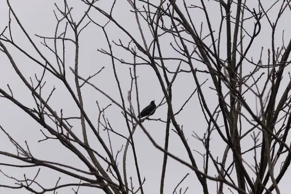 Doğada ağaç dalları, bitki örtüsü