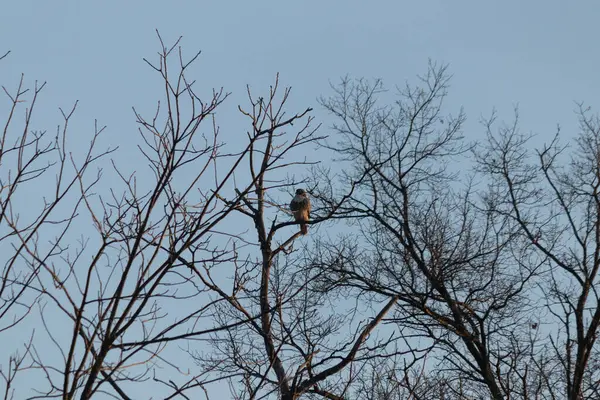 Kahverengi ve beyaz tüylü yalnız bir şahin, keskin gözleri kışı gözetleyen, yaprağız bir dala tünemiştir. Bu görüntü vahşi doğayı, kuşları ve vahşi yaşamı en saf halleriyle vurgulayan bir duyguyu çağrıştırıyor..